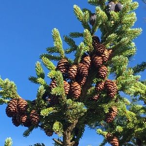 Meet your Posher, Inna